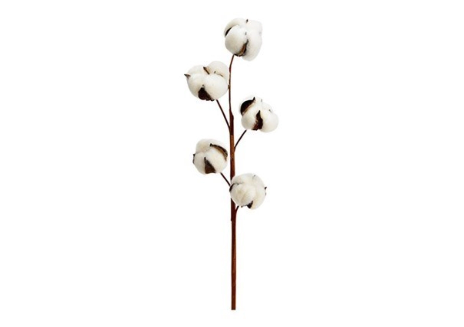 Branche de coton 5 têtes en matière naturelle nature 50cm